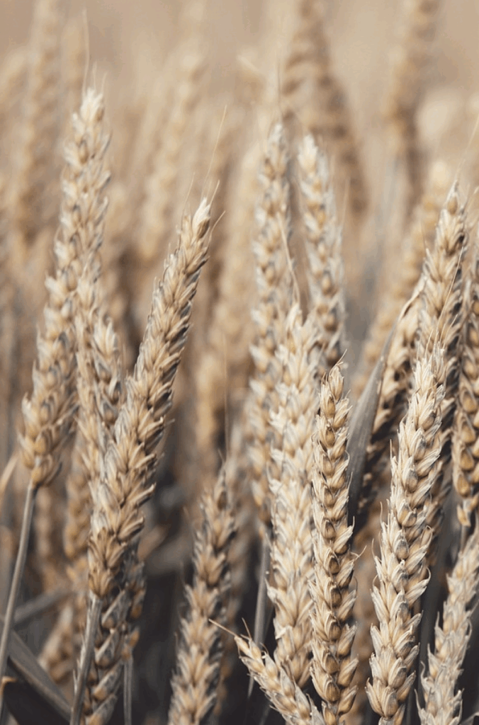 Foto von Weizenstängeln auf einem Feld. Befall von Schimmelpilzen und Bildung des Pilzgiftes Ochratoxin A. Prüfung von Getreide und Mehlen durch das Prüflabor für Lebensmitteluntersuchung Thüringen, fzmb GmbH